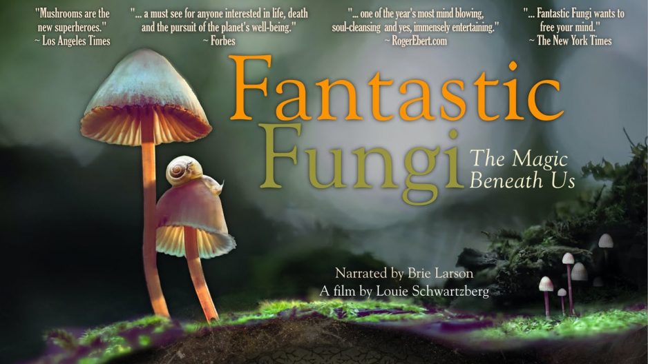 Il documentario “Fantastic Fungi” e il potenziale ruolo dei funghi nella guarigione collettiva.